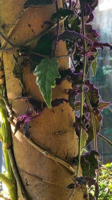 Gynura aurantiaca (Blume) Sch.Bip. ex DC.: leaf