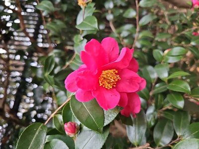 Camellia sasanqua Thunb.: flower