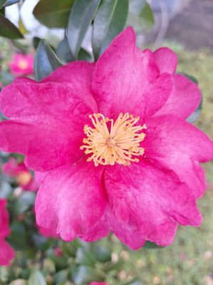Camellia sasanqua Thunb.: flower