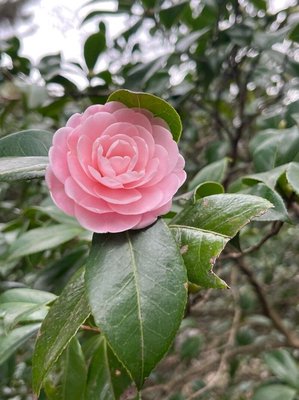 Camellia sasanqua Thunb.: flower
