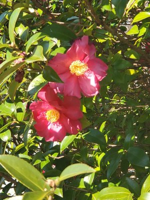 Camellia sasanqua Thunb.: flower