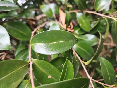 Camellia sasanqua Thunb.: leaf