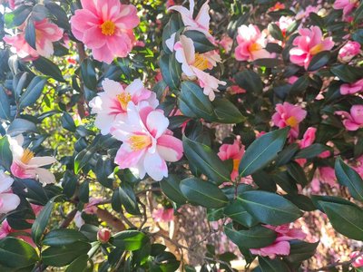 Camellia sasanqua Thunb.: flower