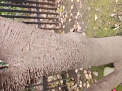 Camellia sasanqua Thunb.: bark