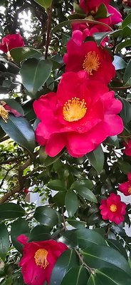 Camellia sasanqua Thunb.: flower