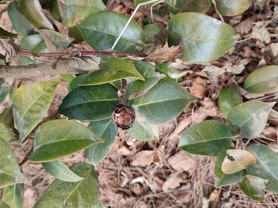 Camellia sasanqua Thunb.: leaf
