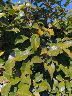 Camellia sasanqua Thunb.: leaf