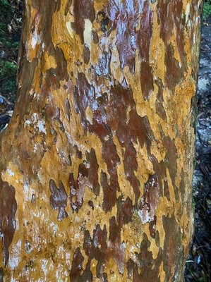 Stewartia monadelpha Siebold & Zucc.: bark