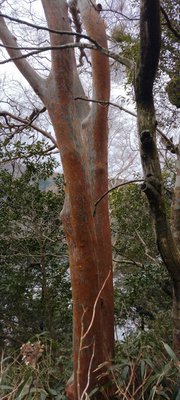 Stewartia monadelpha Siebold & Zucc.: bark