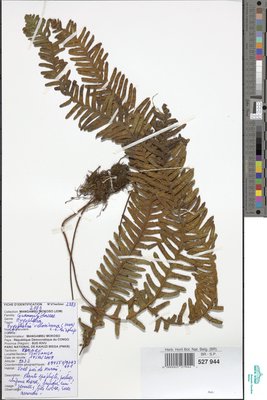 Zygophlebia villosissima (Hook.) L.E.Bishop
