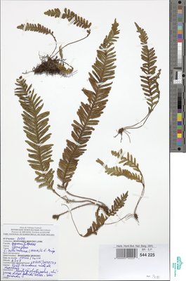 Zygophlebia villosissima (Hook.) L.E.Bishop