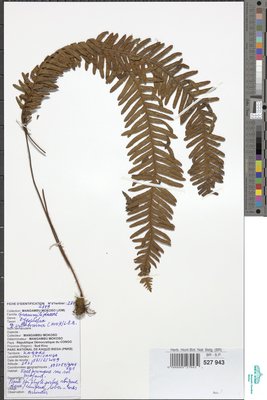 Zygophlebia villosissima (Hook.) L.E.Bishop