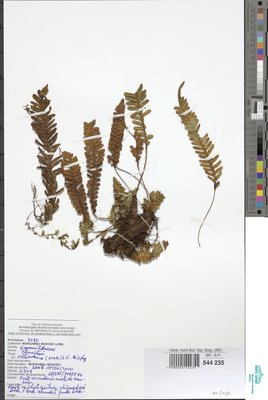 Zygophlebia villosissima (Hook.) L.E.Bishop