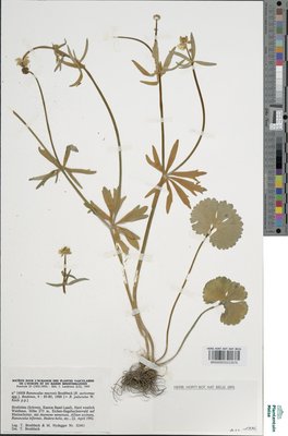 Ranunculus macrotis Brodtb.
