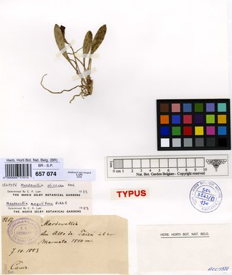 Masdevallia angulifera Rchb.f.