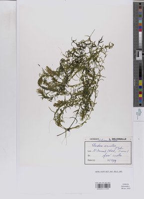 Elodea ernstiae H.St.John