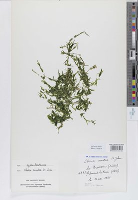 Elodea ernstiae H.St.John