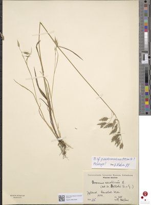 NHMD-243944.jpg