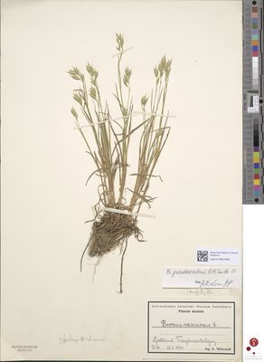 NHMD-243943.jpg