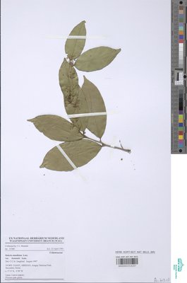 Salacia staudtiana var. leonensis Loes.
