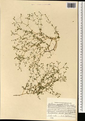 Mesostemma gypsophiloides (Fenzl) M. T. Sharples & E. A. Tripp, Moscow University Herbarium