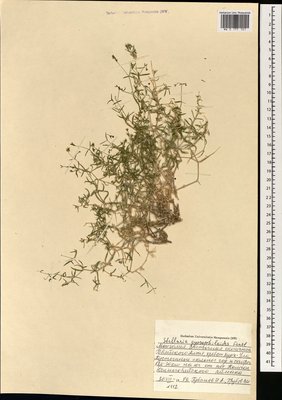 Mesostemma gypsophiloides (Fenzl) M. T. Sharples & E. A. Tripp, Moscow University Herbarium