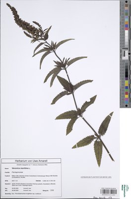 Veronica maritima L.