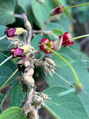 Helicteres ovata Lam.: flower