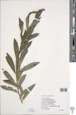 Salix x rubra Huds.