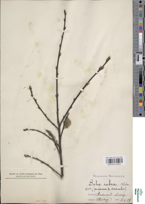 Salix x rubra Huds.