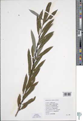 Salix x rubra Huds.