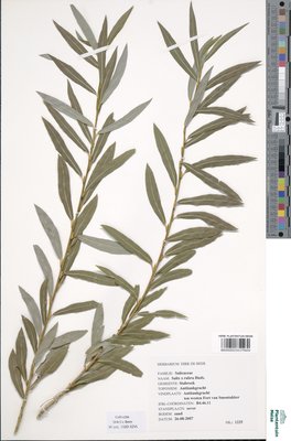 Salix x rubra Huds.