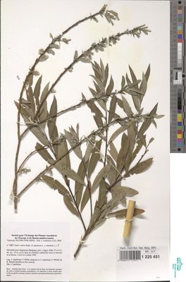 Salix x rubra Huds.