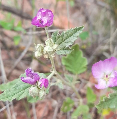 Sphaeralcea brevipes (Phil.) Krapov.: flower