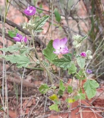 Sphaeralcea brevipes (Phil.) Krapov.: habit