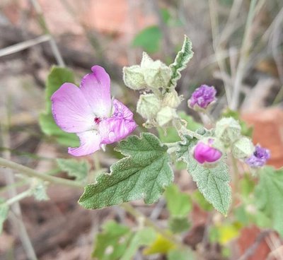 Sphaeralcea brevipes (Phil.) Krapov.: flower