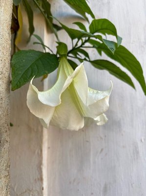 Brugmansia × candida Pers.: leaf