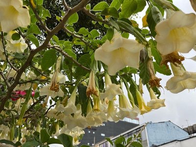 Brugmansia × candida Pers.: flower