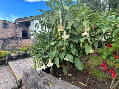 Brugmansia × candida Pers.: habit