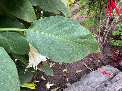 Brugmansia × candida Pers.: leaf