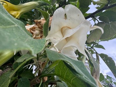 Brugmansia × candida Pers.: flower