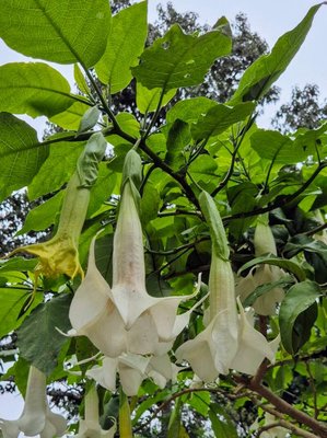 Brugmansia × candida Pers.: flower