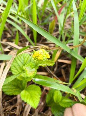 Waltheria communis A.St.-Hil.: flower