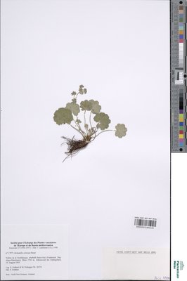 Alchemilla colorata Buser