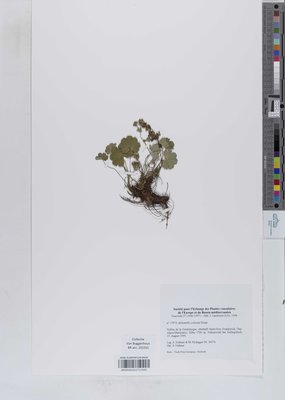 Alchemilla colorata Buser