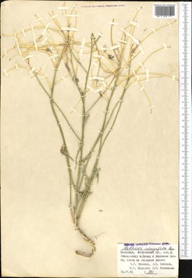 Matthiola integrifolia Kom. (Левкой цельнолистный), Moscow University Herbarium
