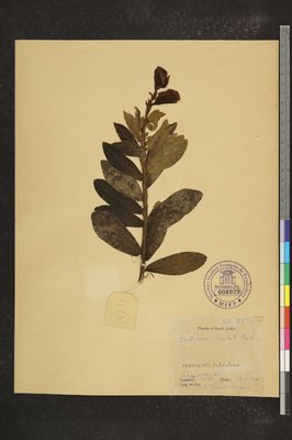 Crotalaria barbata Graham