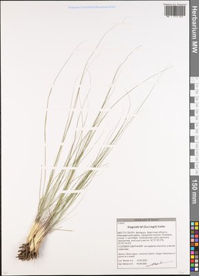 Eragrostis tef (Zuccagni) Trotter (Полевичка), Moscow University Herbarium