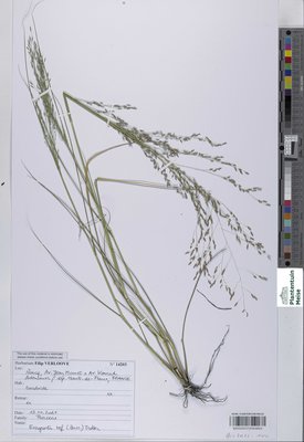 Eragrostis tef (Zucc.) Trotter