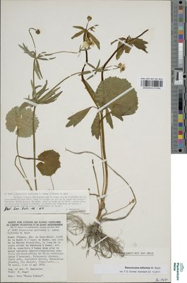 Ranunculus biformis W.Koch